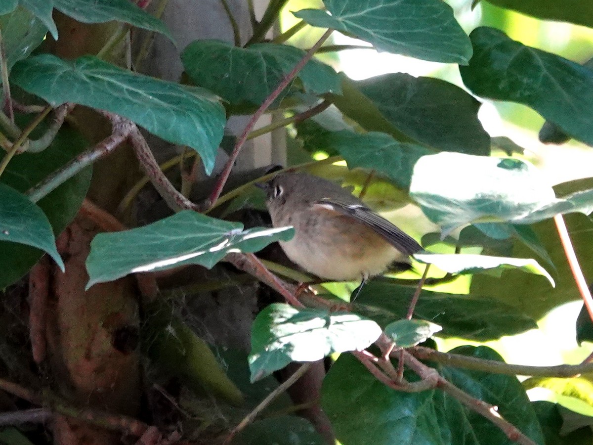 králíček americký - ML646412138