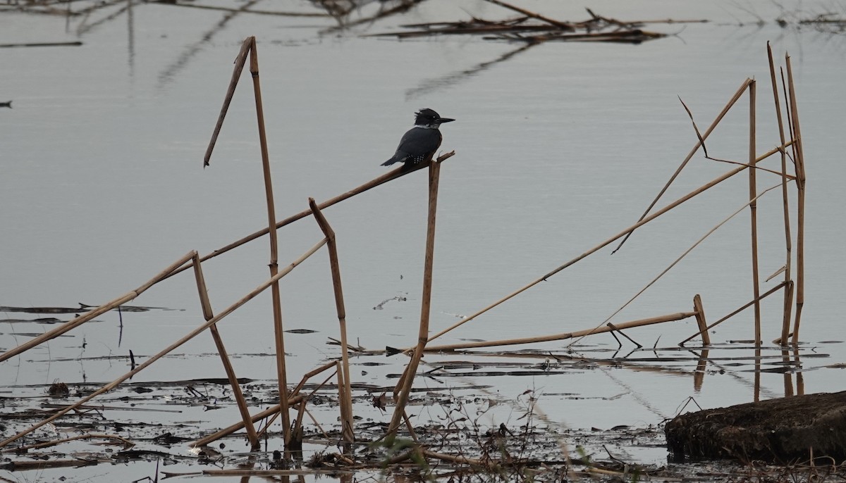 Belted Kingfisher - ML646412139