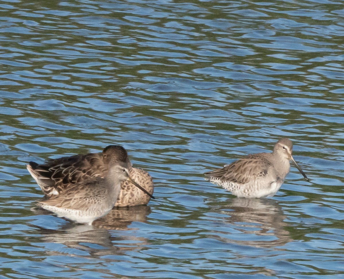 Kuliska oilagorra - ML646412140