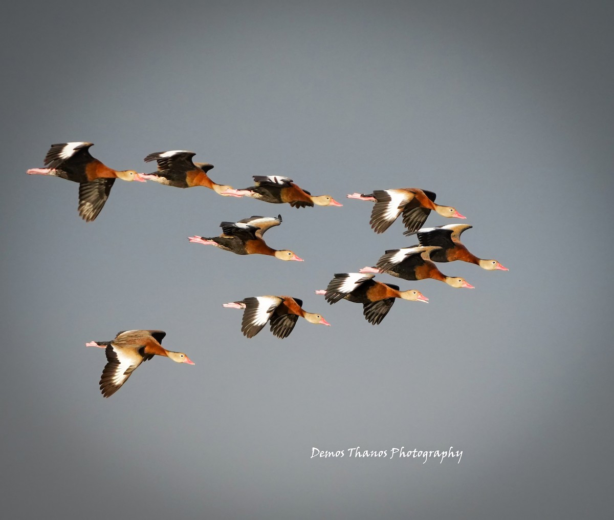 Black-bellied Whistling-Duck - ML646412141