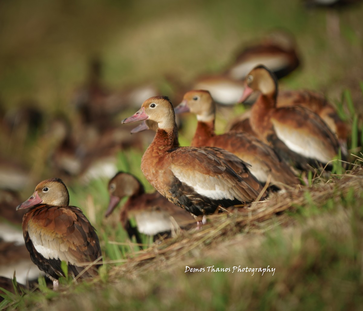 Black-bellied Whistling-Duck - ML646412142