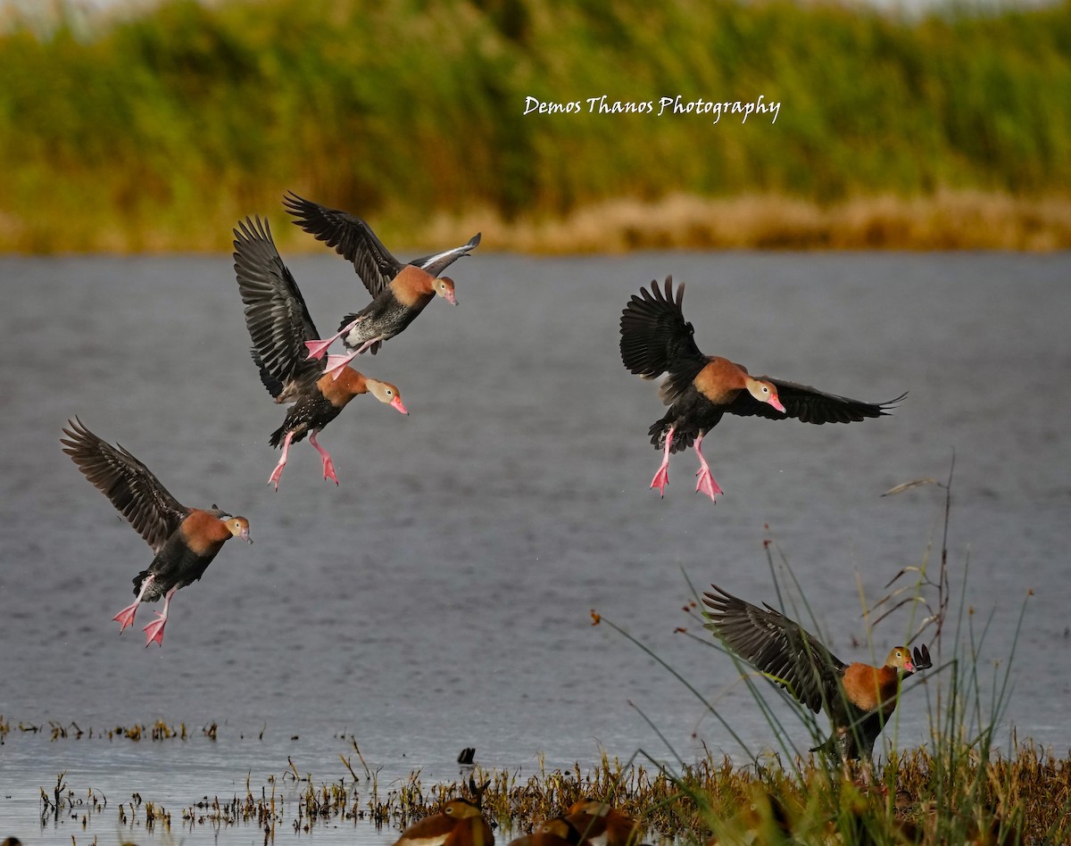 Black-bellied Whistling-Duck - ML646412143