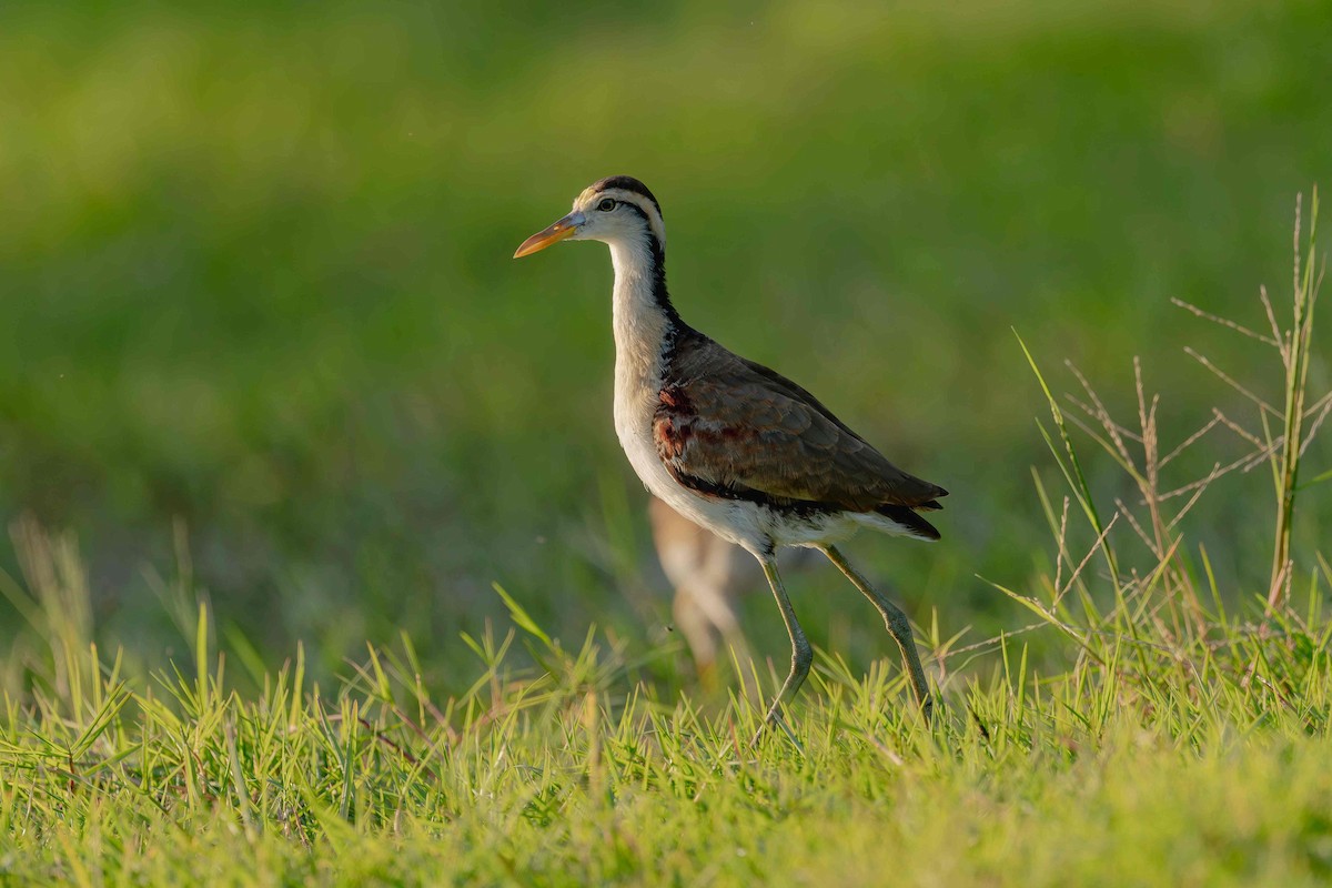 Northern Jacana - ML646412144