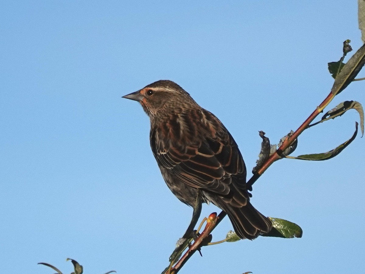Red-winged Blackbird - ML646412147