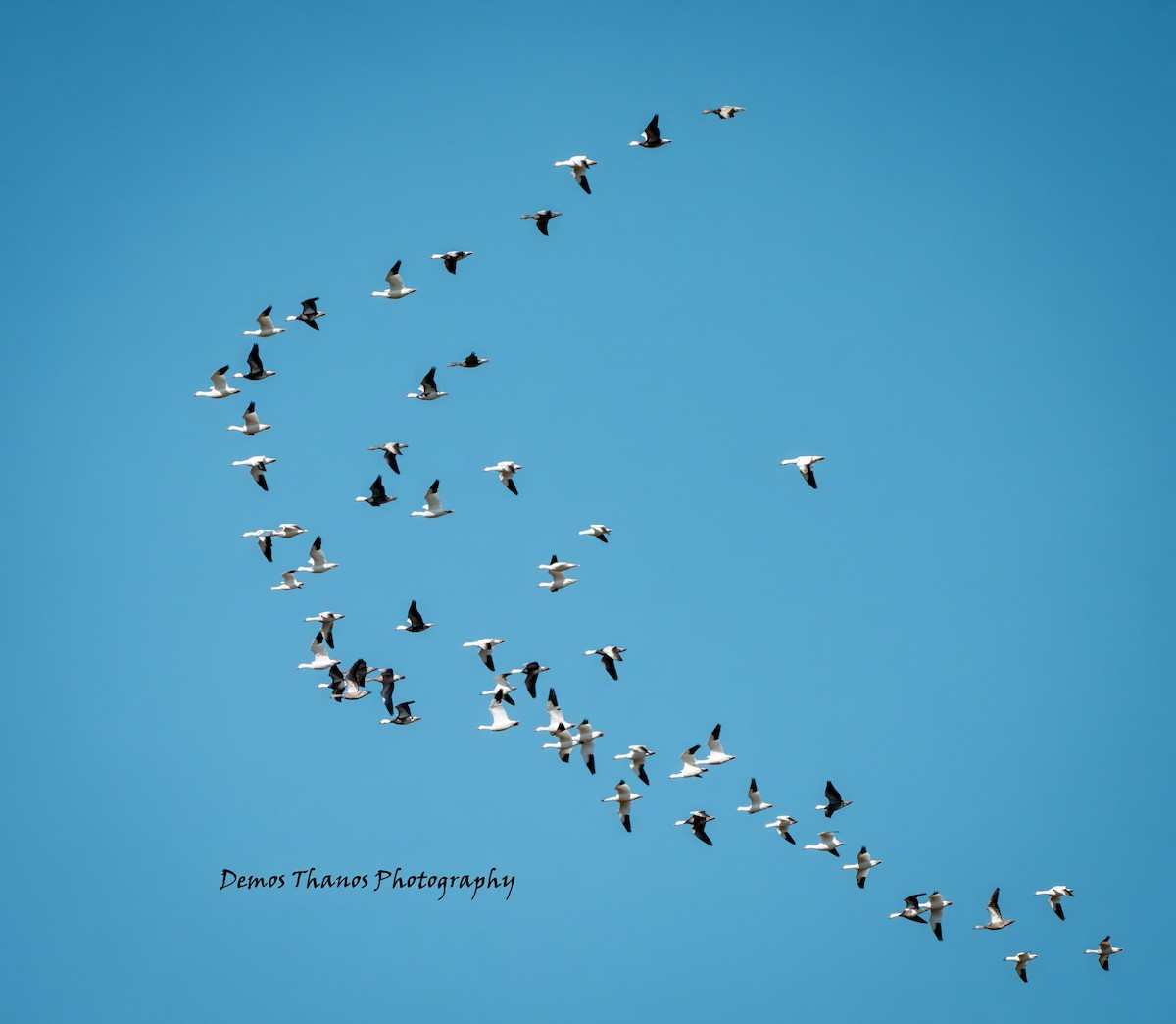 Snow Goose - ML646412148