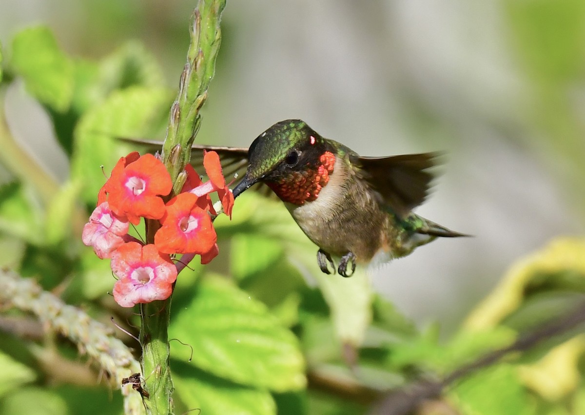 Колібрі рубіновогорлий - ML646412150