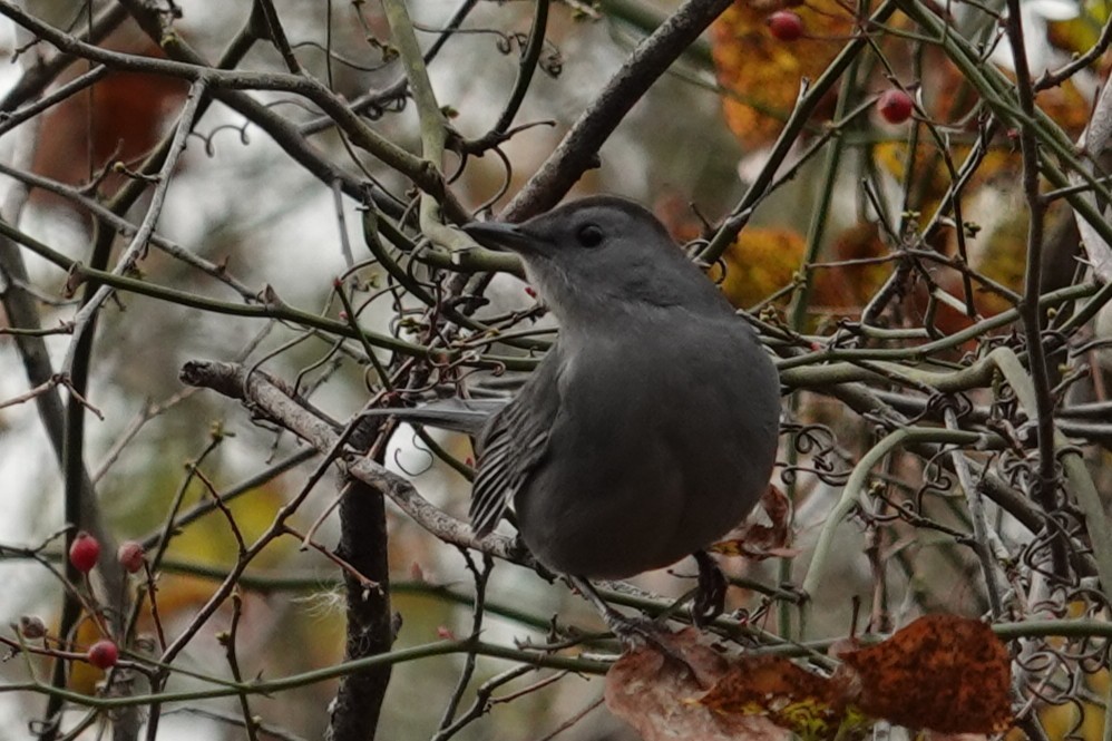 Gray Catbird - ML646412152