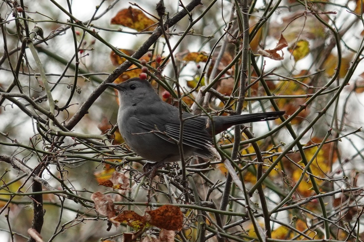 Gray Catbird - ML646412153
