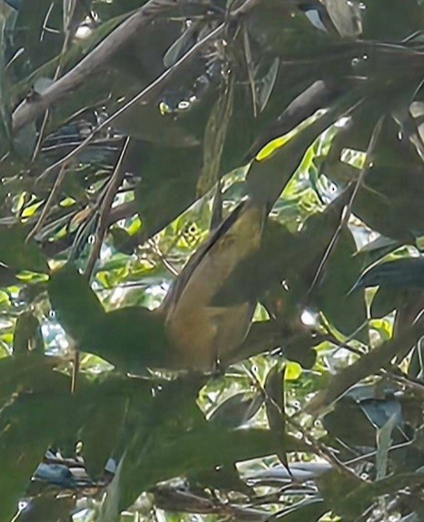 Orange-crowned Warbler - ML646412155