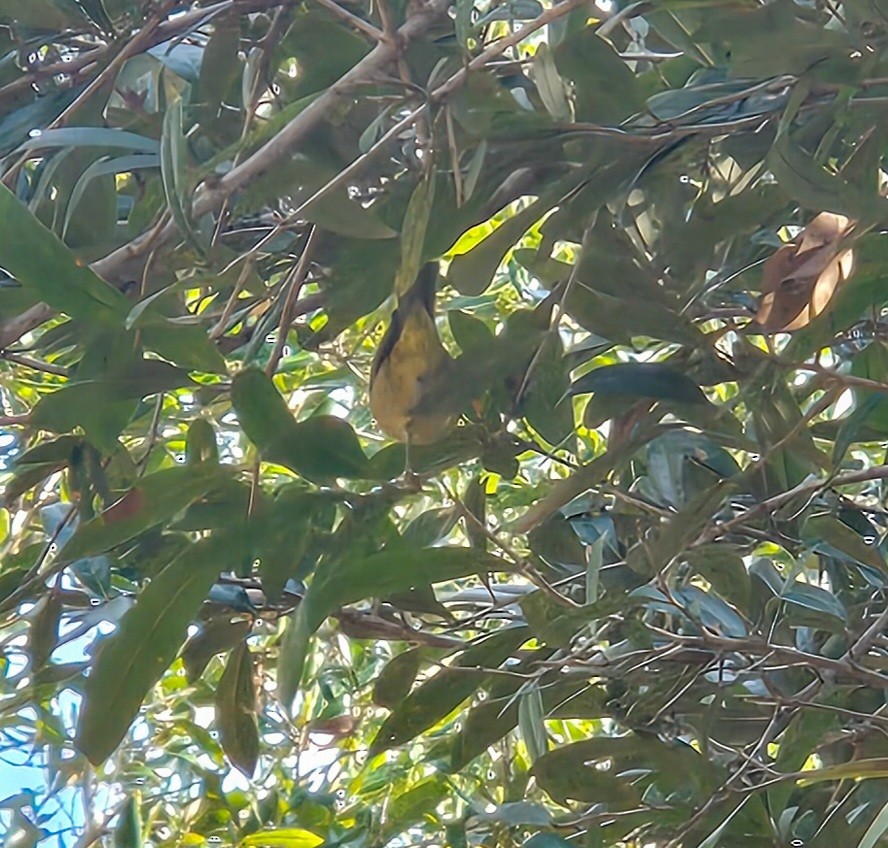 Orange-crowned Warbler - ML646412156