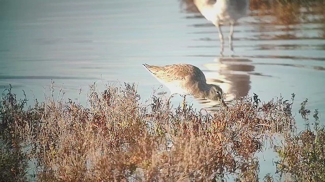 Short-billed Dowitcher - ML646412157