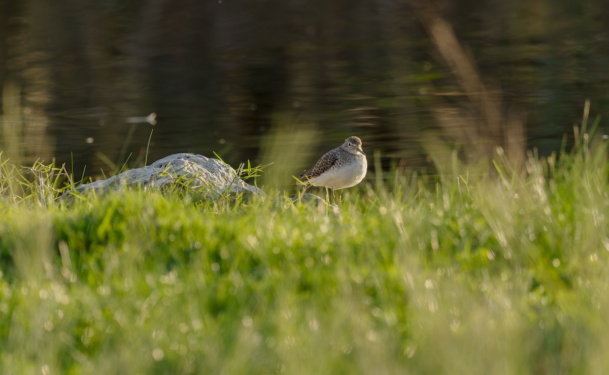 Solitary Sandpiper - ML646412159