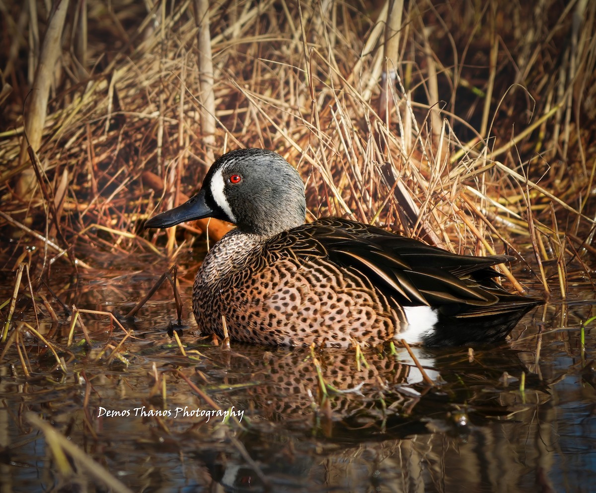 Blue-winged Teal - ML646412160
