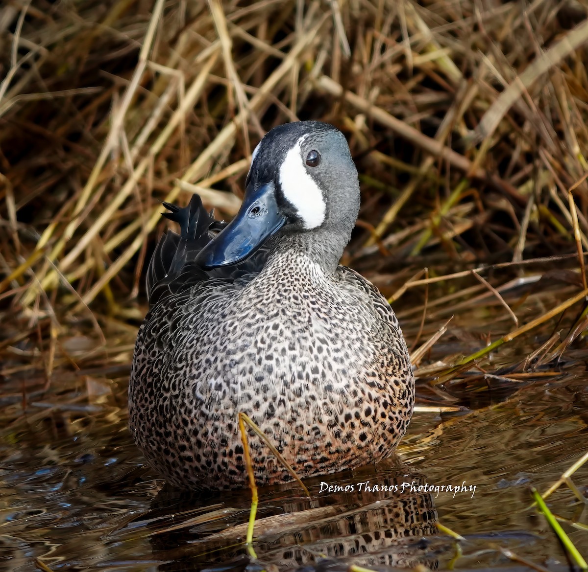 Blue-winged Teal - ML646412161