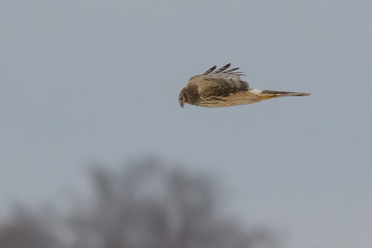 Northern Harrier - ML646412162