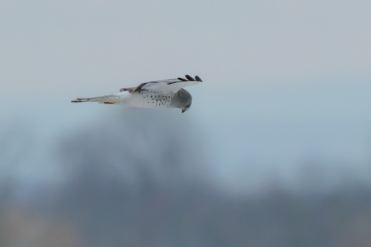 Northern Harrier - ML646412163