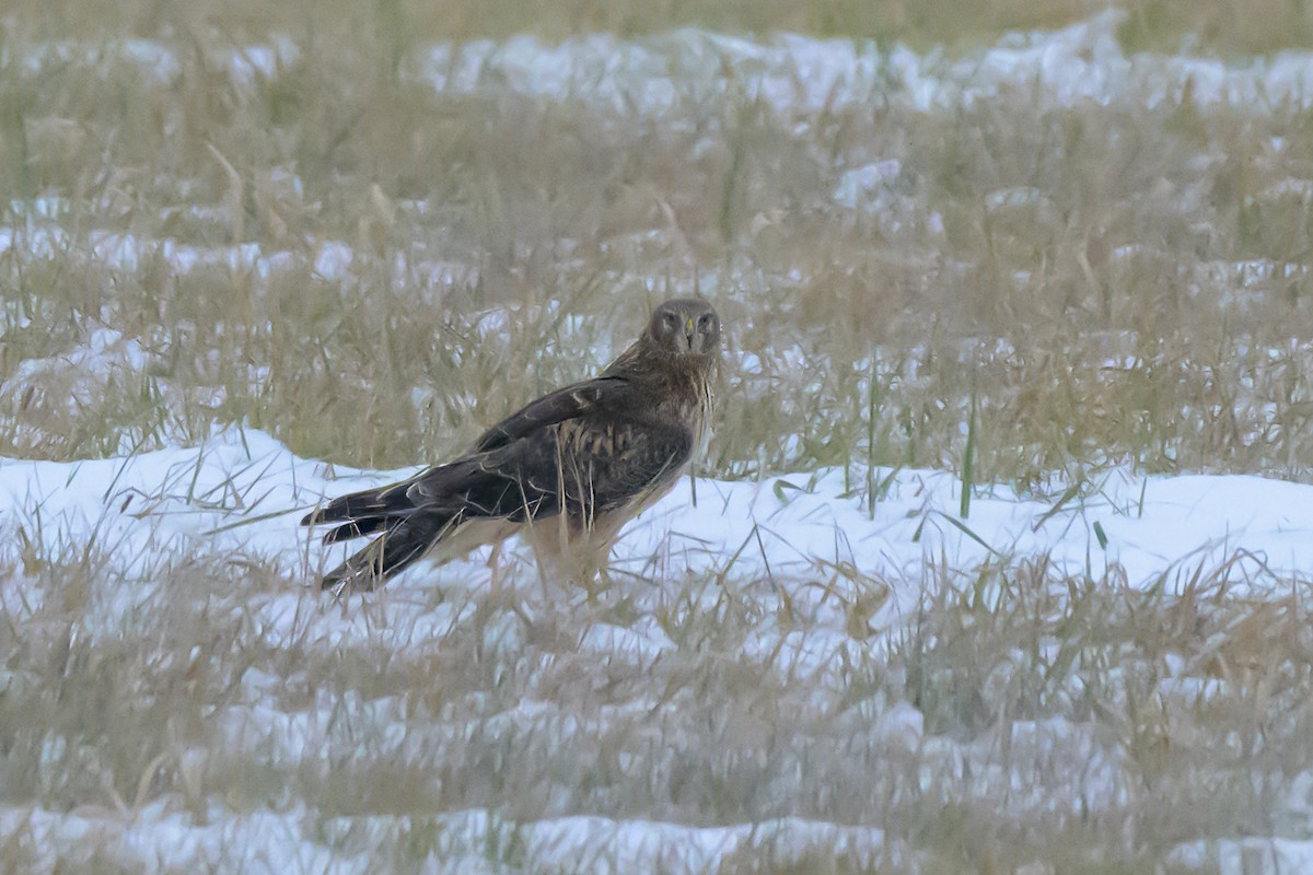 Northern Harrier - ML646412164