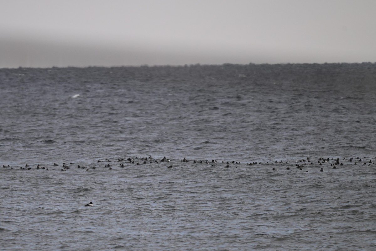 Greater Scaup - ML646412165