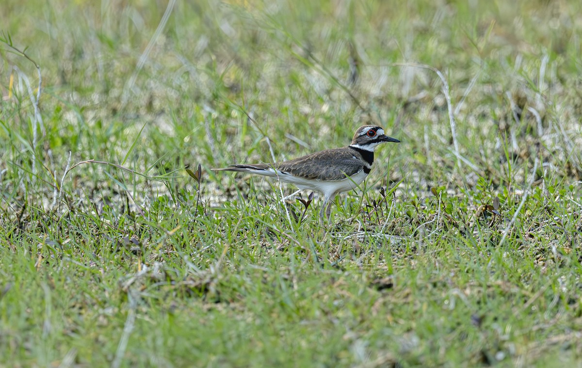 Killdeer - ML646412166