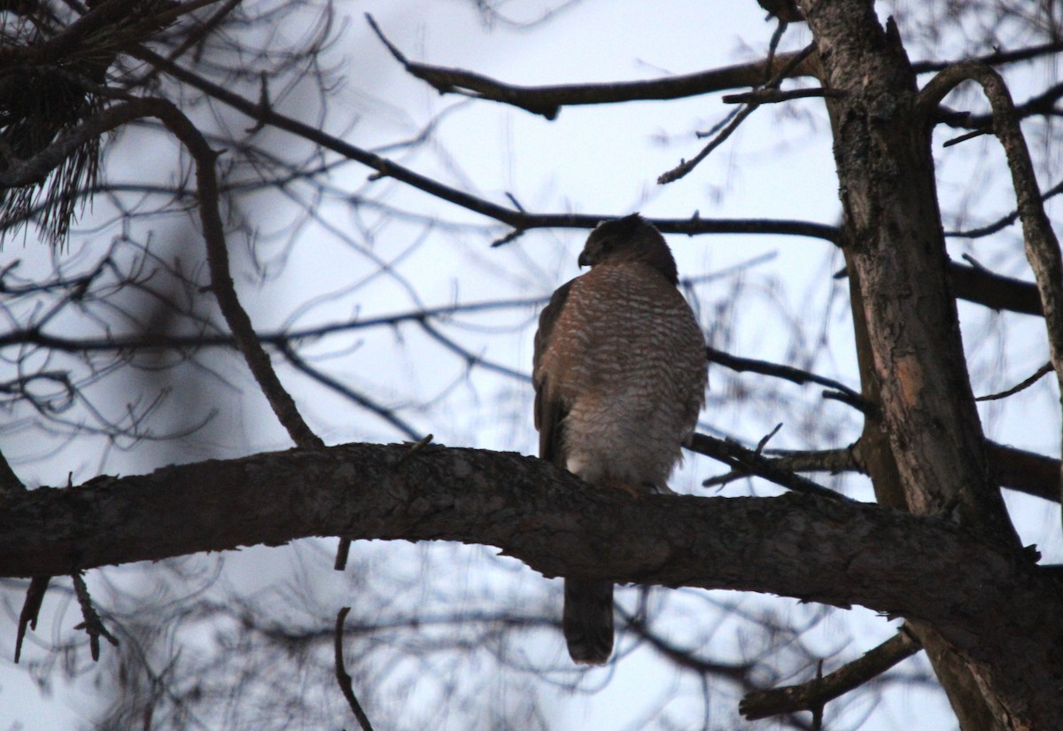 Cooper's Hawk - ML646412167