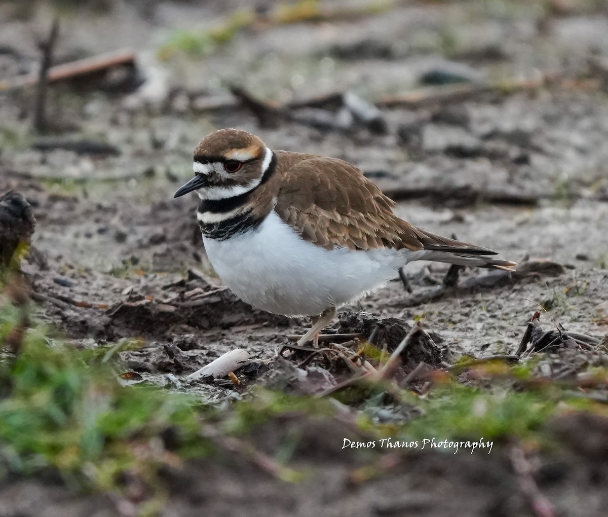 Killdeer - ML646412168