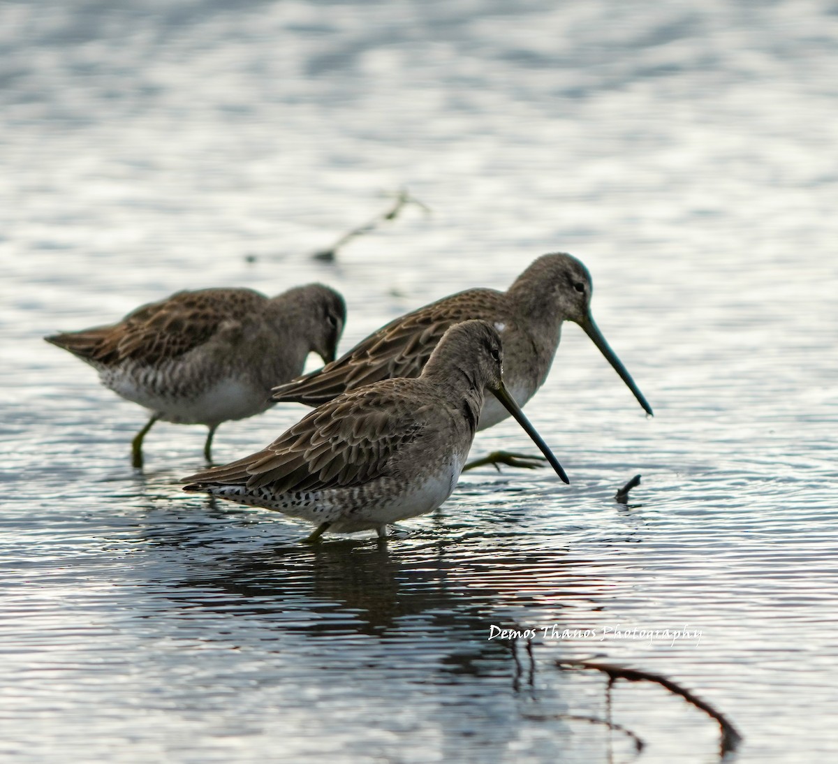 Long-billed Dowitcher - ML646412172