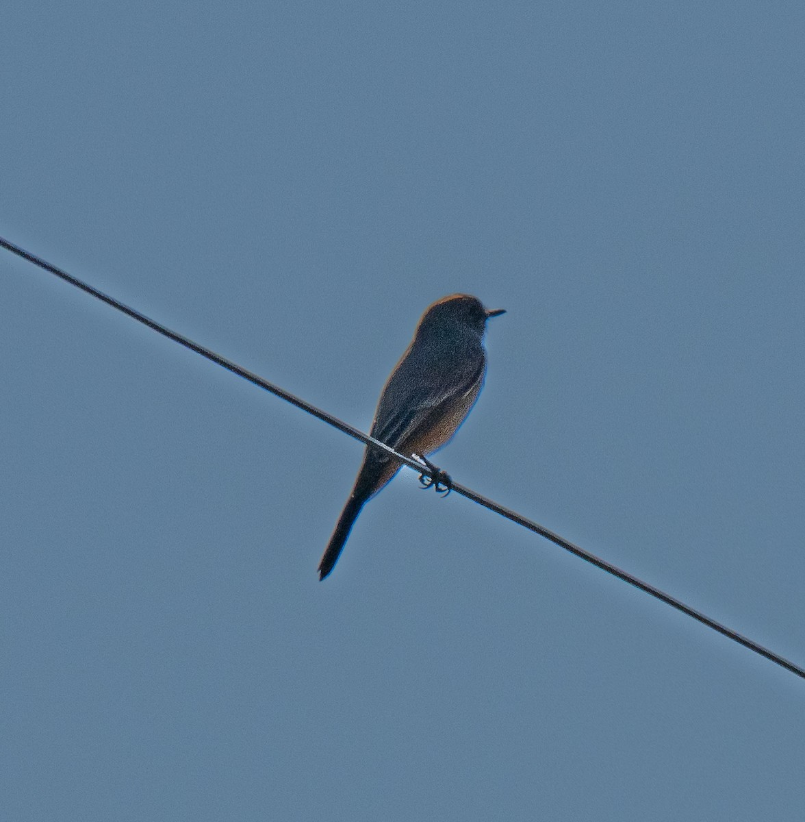 Say's Phoebe - ML646412173