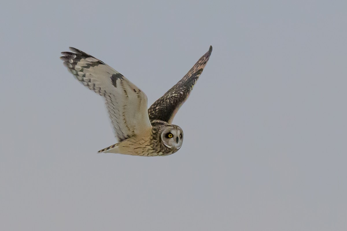 Short-eared Owl - ML646412176
