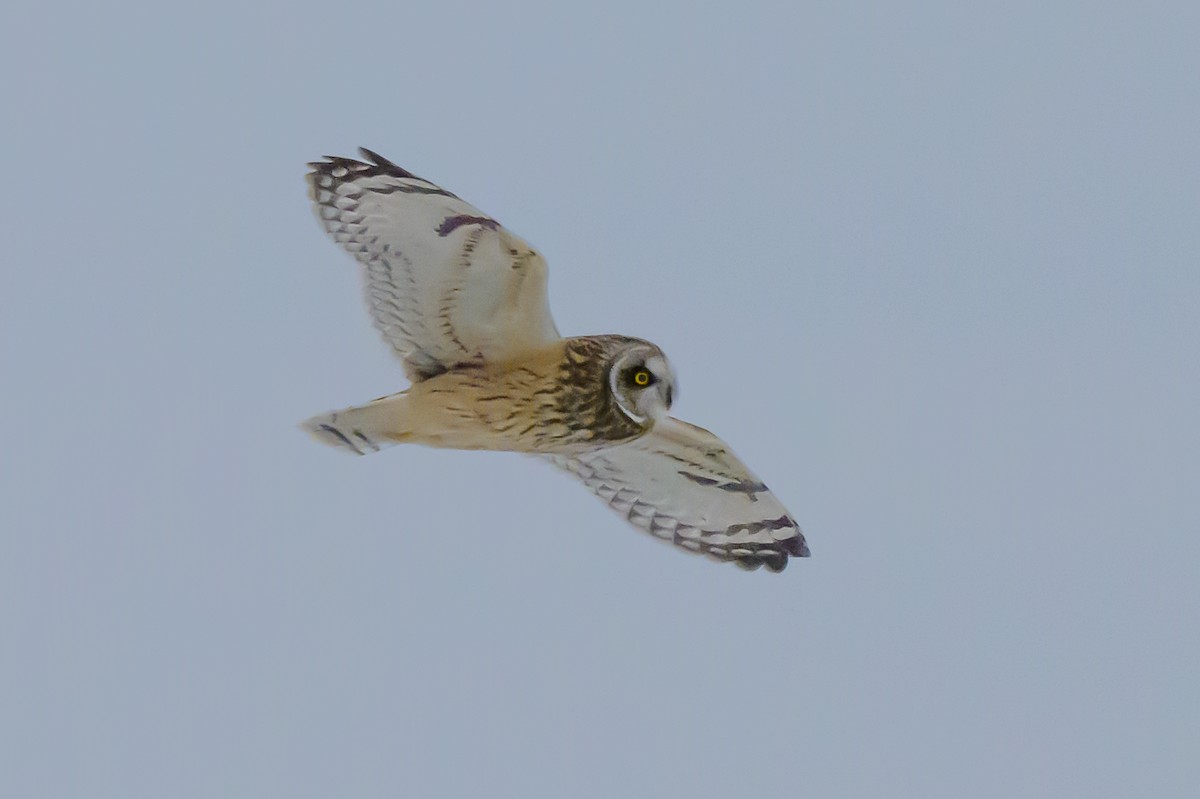 Short-eared Owl - ML646412177