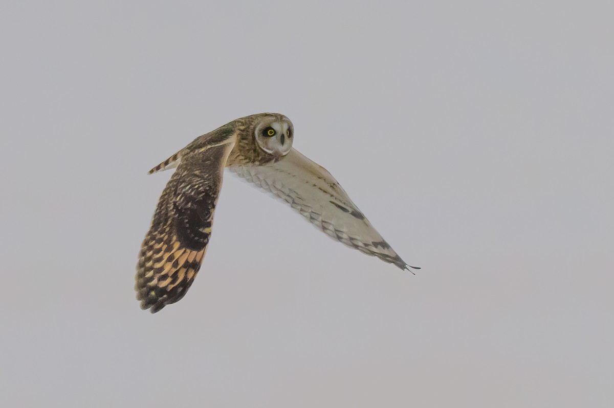 Short-eared Owl - ML646412178