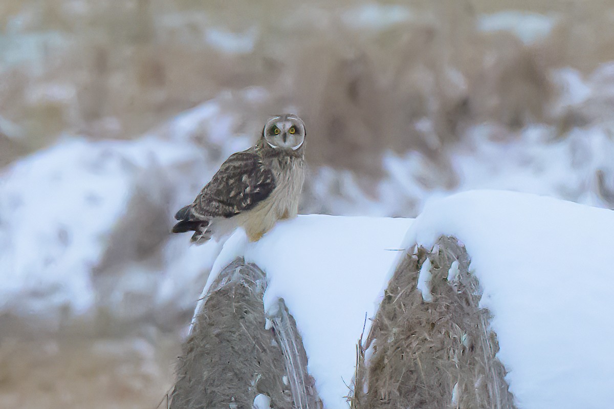 Short-eared Owl - ML646412179