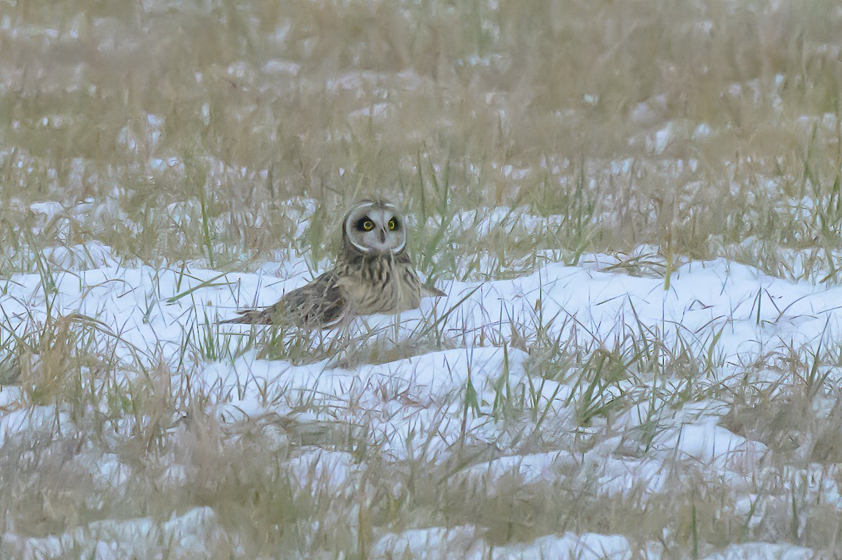 Short-eared Owl - ML646412180