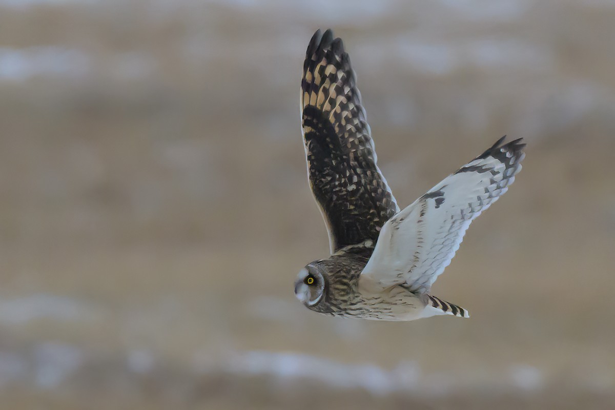 Short-eared Owl - ML646412181