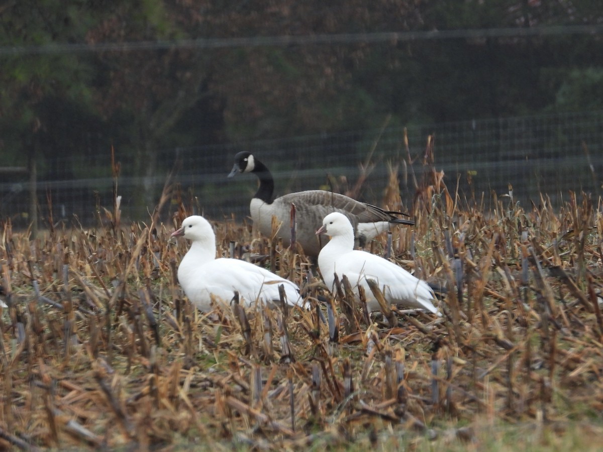 husa bělostná - ML646412182