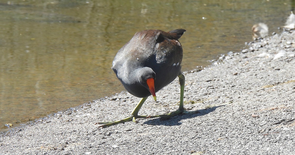 Common Gallinule - ML646412183
