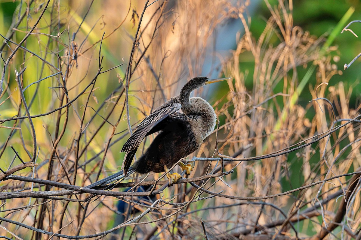 Anhinga - ML646412184