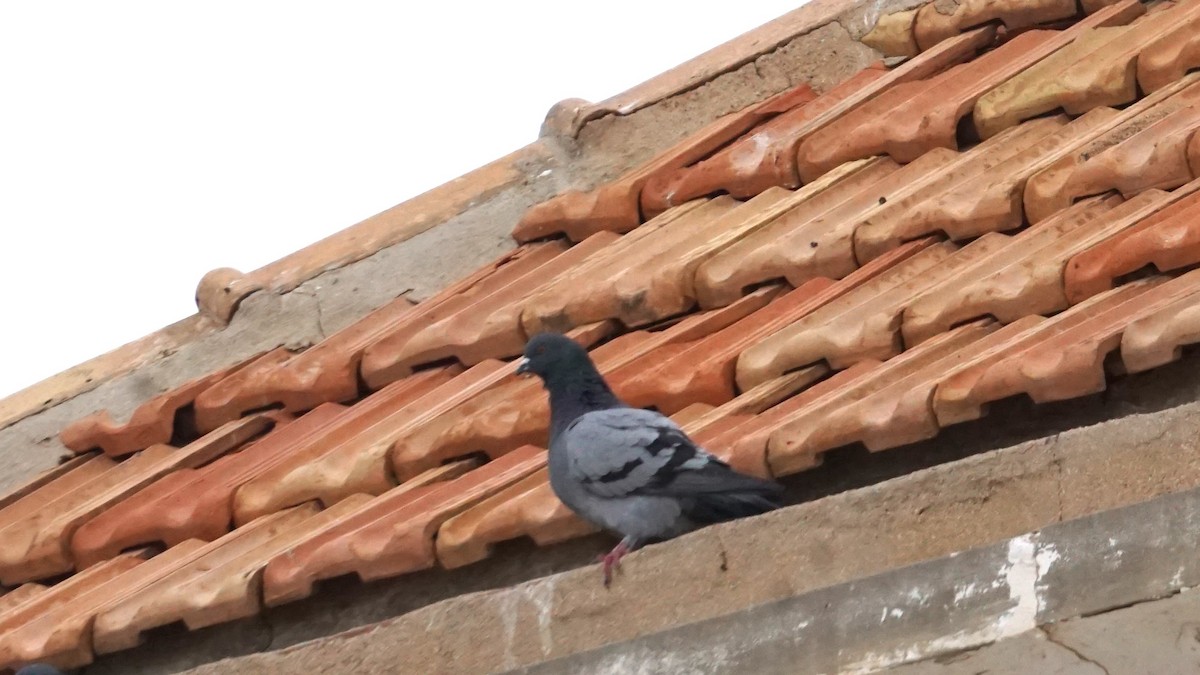 Голуб сизий (міський) - ML646412187