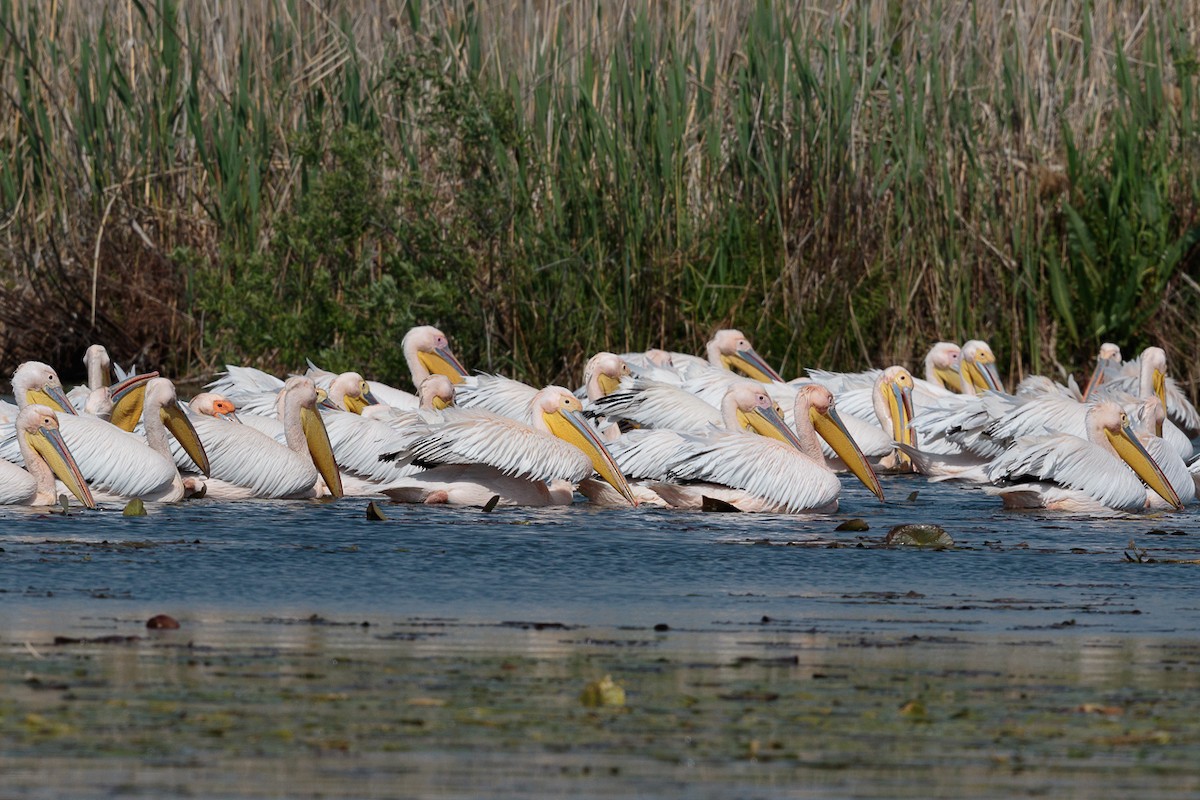 Great White Pelican - ML646412189
