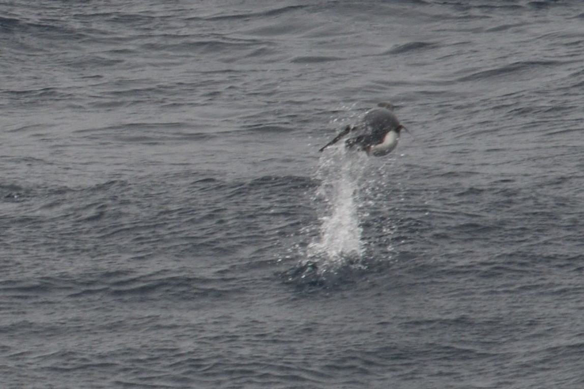 penguin sp. - ML646412190