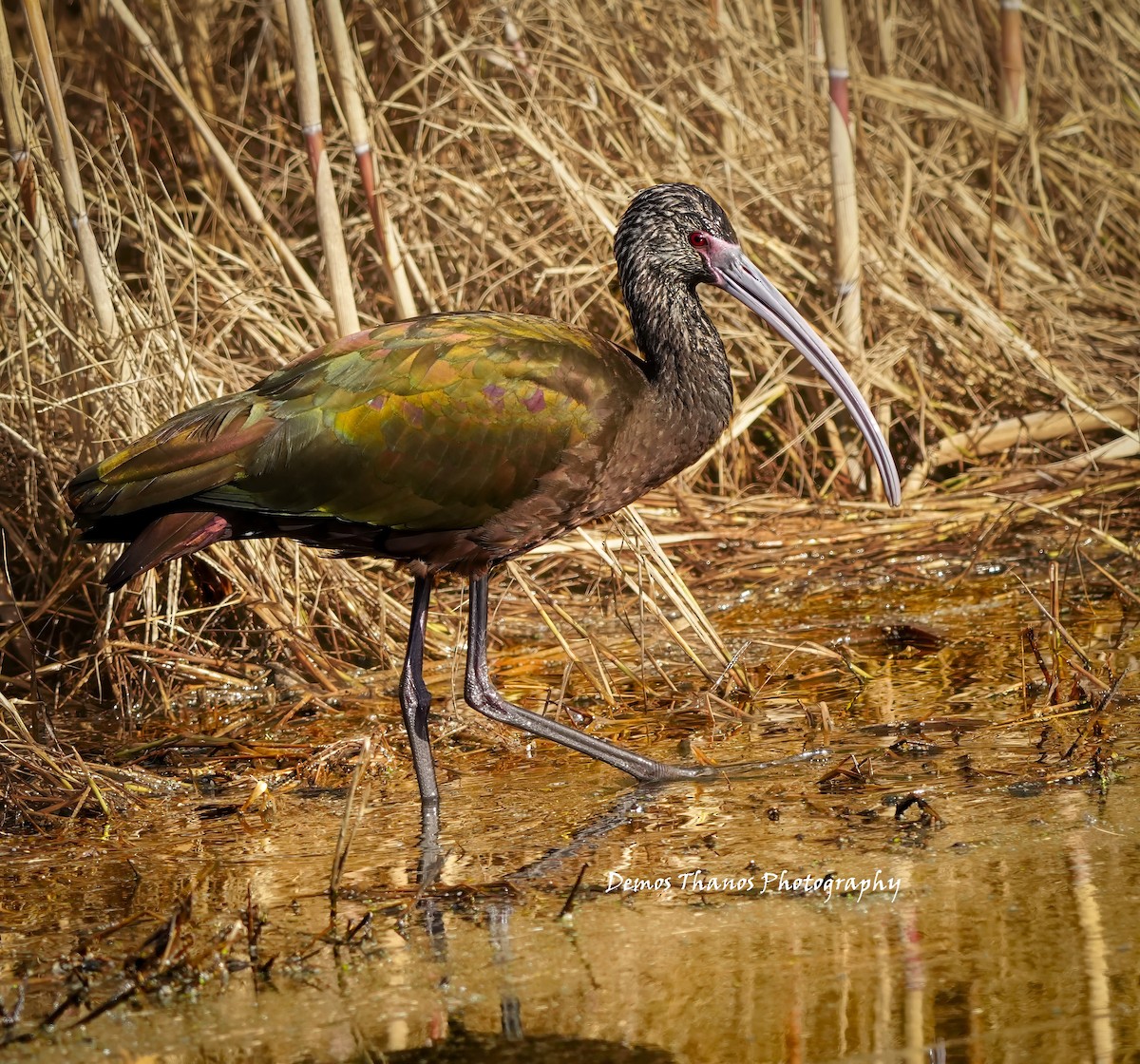 White-faced Ibis - ML646412193
