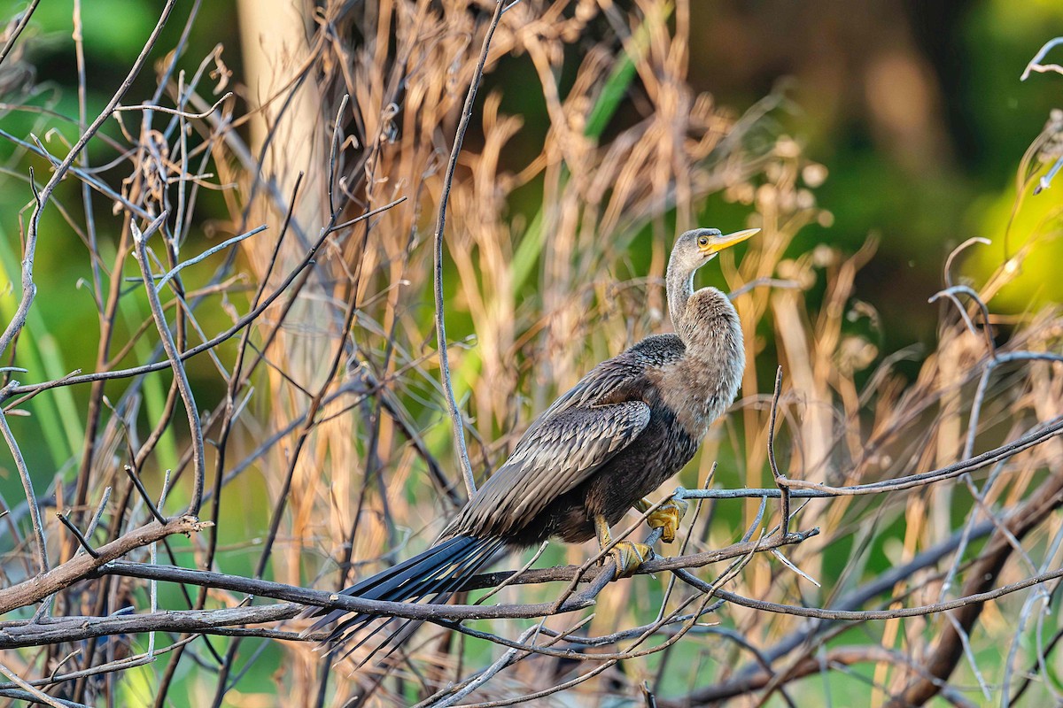 Anhinga - ML646412194