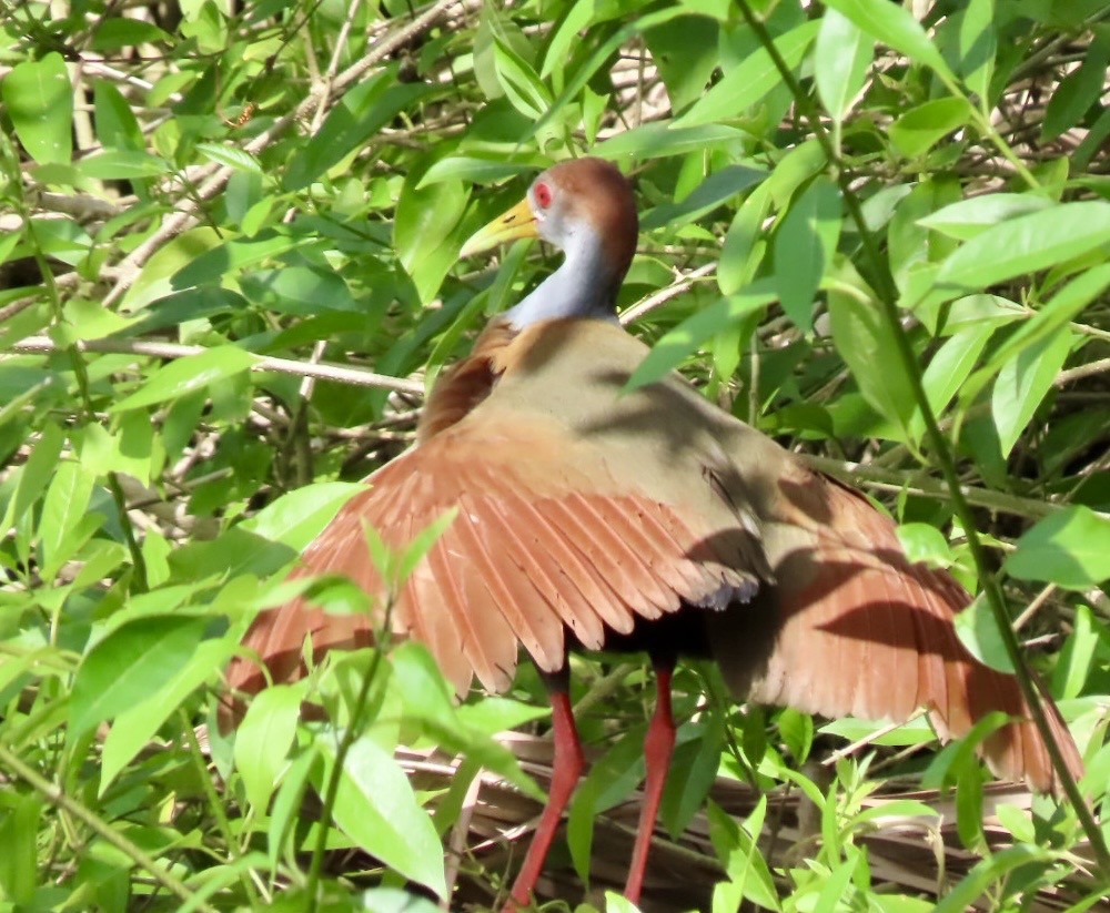 Russet-naped Wood-Rail - ML646412195