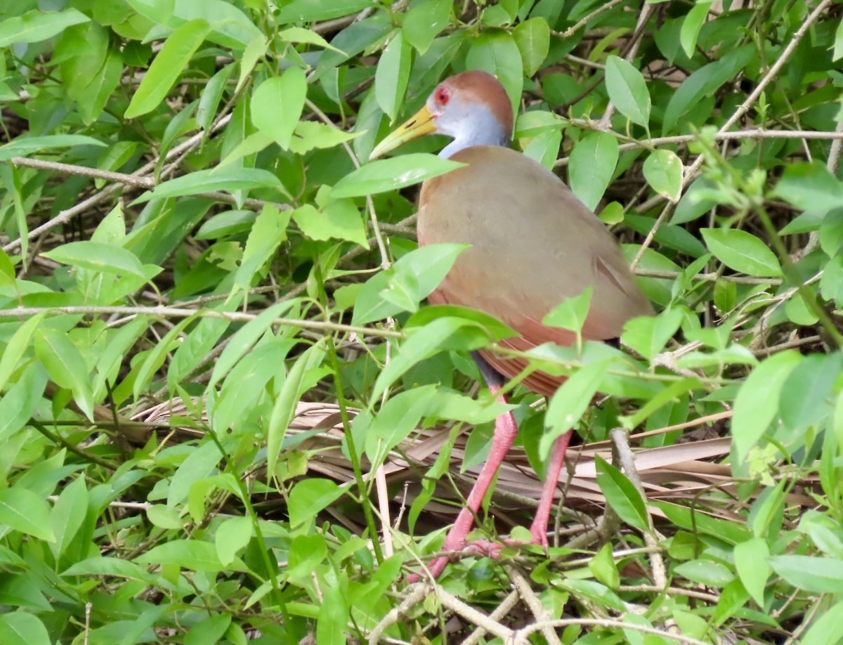 Russet-naped Wood-Rail - ML646412196