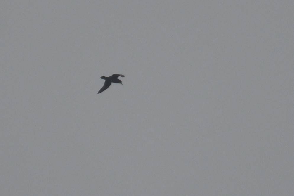 White-chinned Petrel - ML646412197