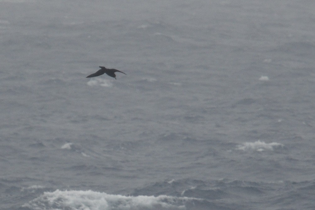 White-chinned Petrel - ML646412198