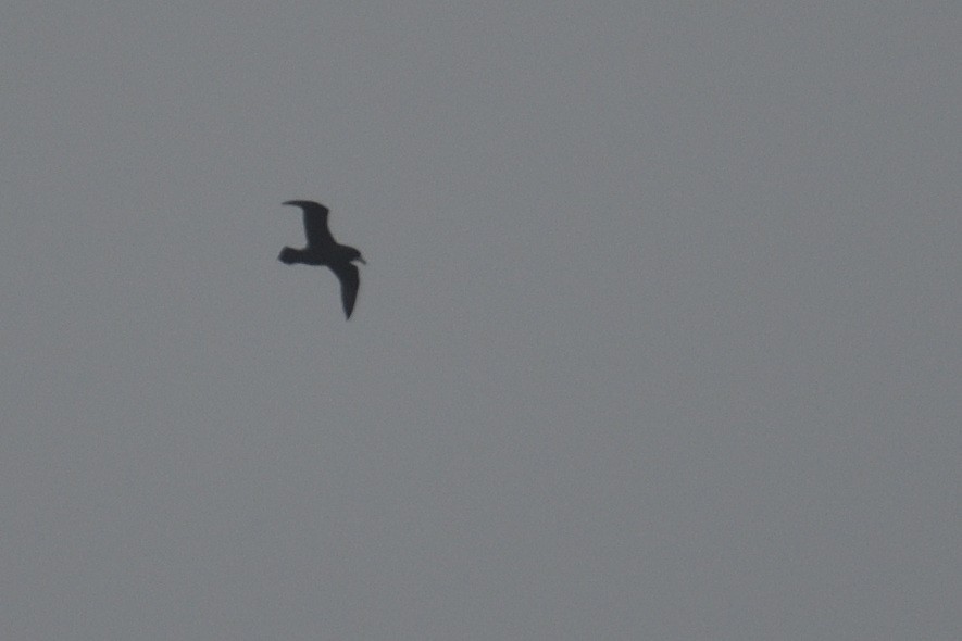 White-chinned Petrel - ML646412199