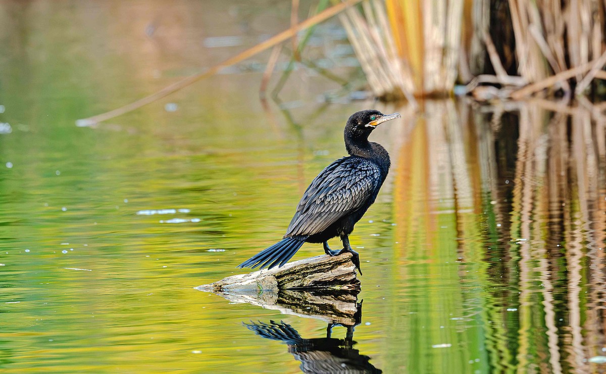 Neotropic Cormorant - ML646412201