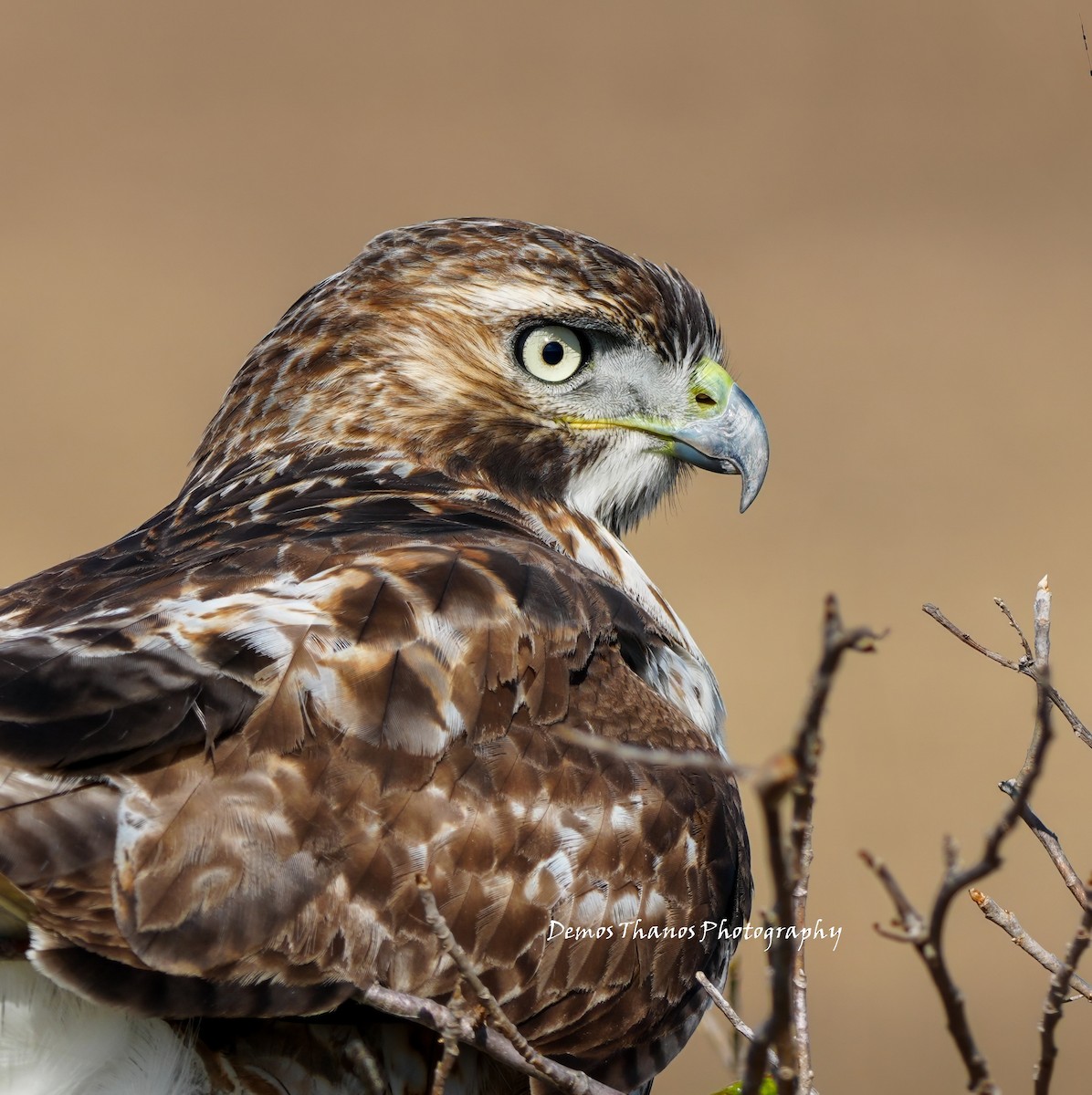 Red-tailed Hawk - ML646412202