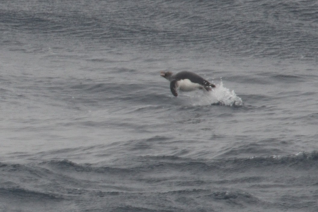 penguin sp. - ML646412203