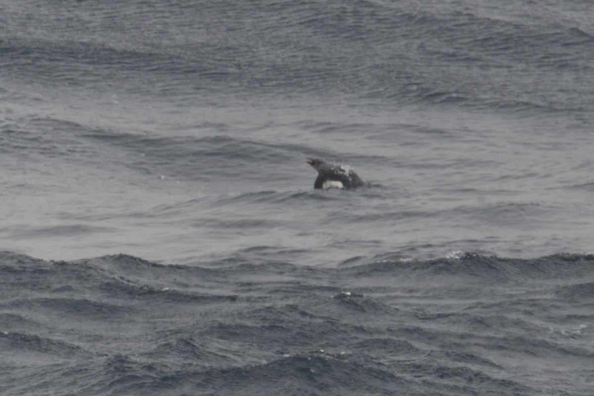 penguin sp. - ML646412204